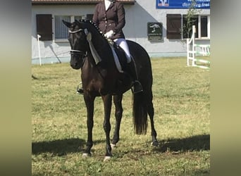 Trakehner, Mare, 12 years, Black