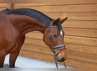 Trakehner, Mare, 13 years, 15.2 hh, Brown