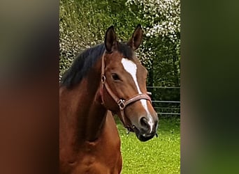 Trakehner, Mare, 13 years, 16.1 hh, Brown