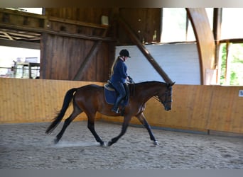 Trakehner, Mare, 13 years, 16.3 hh, Brown