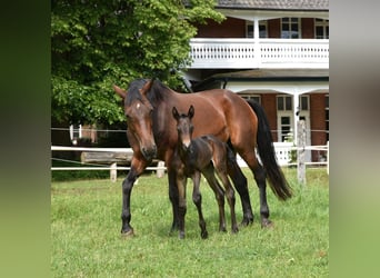 Trakehner, Mare, 13 years, 16.3 hh, Brown