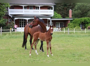 Trakehner, Mare, 13 years, 16.3 hh, Brown