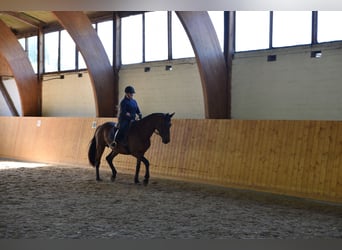 Trakehner, Mare, 13 years, 16.3 hh, Brown