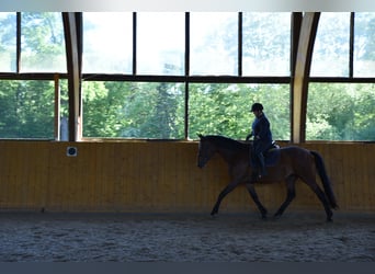 Trakehner, Mare, 13 years, 16.3 hh, Brown