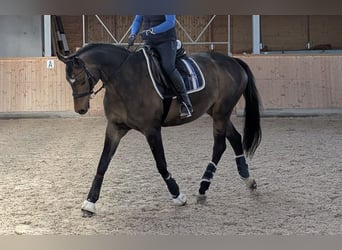 Trakehner, Mare, 13 years, 16 hh, Bay-Dark