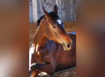 Trakehner, Mare, 13 years, 16 hh, Bay-Dark