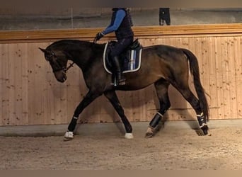 Trakehner, Mare, 13 years, 16 hh, Bay-Dark