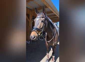 Trakehner, Mare, 13 years, 16 hh, Bay-Dark