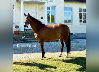 Trakehner, Mare, 13 years, 16 hh, Brown-Light