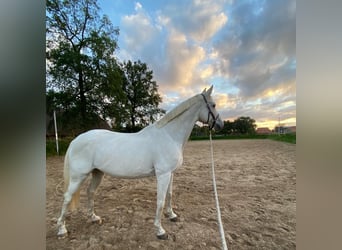 Trakehner, Mare, 13 years, 16 hh, Grey