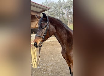 Trakehner, Mare, 13 years, 17 hh, Brown