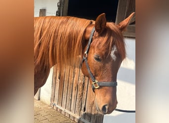 Trakehner Mix, Mare, 14 years, 15.1 hh, Chestnut