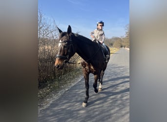 Trakehner, Mare, 14 years, 15.2 hh, Brown