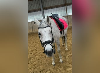 Trakehner Mix, Mare, 14 years, 15.2 hh, Gray