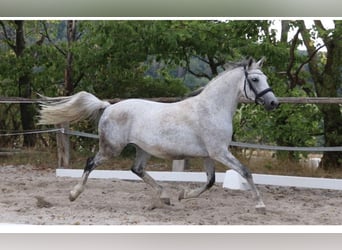 Trakehner, Mare, 14 years, 15,3 hh, Gray-Fleabitten