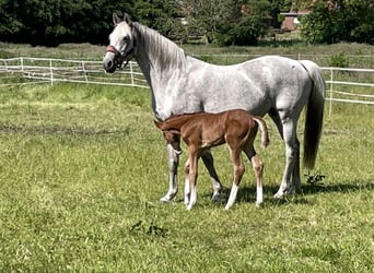 Trakehner, Mare, 14 years, 15,3 hh, Gray-Fleabitten