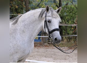 Trakehner, Mare, 14 years, 15,3 hh, Gray-Fleabitten