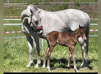 Trakehner, Mare, 14 years, 15,3 hh, Gray-Fleabitten