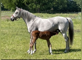 Trakehner, Mare, 14 years, 15,3 hh, Gray-Fleabitten