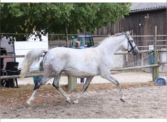 Trakehner, Mare, 14 years, 15,3 hh, Gray-Fleabitten