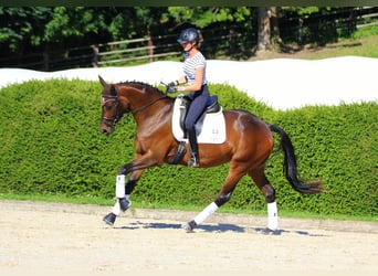 Trakehner, Mare, 14 years, 16.1 hh, Brown