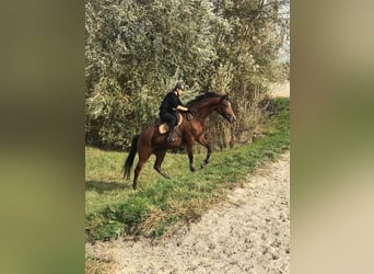 Trakehner, Mare, 14 years, 16.1 hh, Brown