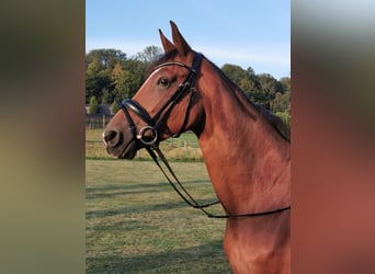 Trakehner, Mare, 14 years, 16.1 hh, Brown