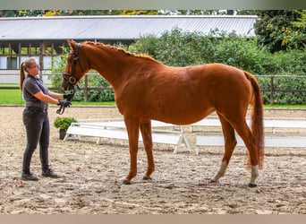 Trakehner, Mare, 14 years, 16 hh, Chestnut-Red