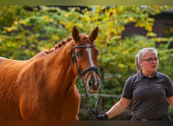 Trakehner, Mare, 14 years, 16 hh, Chestnut-Red