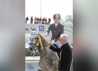 Trakehner, Mare, 14 years, 16 hh, Grey