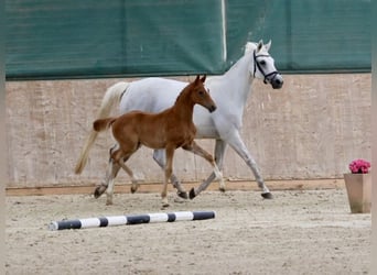 Trakehner, Mare, 14 years, 16 hh, Grey