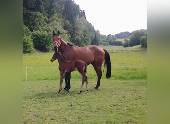 Trakehner, Mare, 14 years, Brown