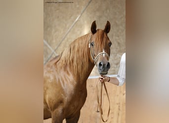 Trakehner, Mare, 15 years, 15.2 hh, Chestnut-Red