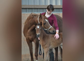 Trakehner, Mare, 15 years, 15.2 hh, Chestnut-Red
