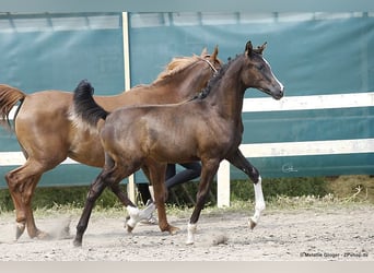 Trakehner, Mare, 15 years, 15.2 hh, Chestnut-Red