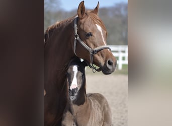 Trakehner, Mare, 15 years, 15.2 hh, Chestnut-Red