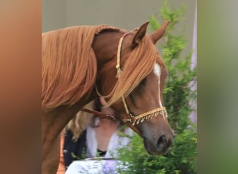 Trakehner, Mare, 15 years, 15.2 hh, Chestnut-Red
