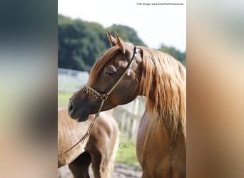 Trakehner, Mare, 15 years, 15.2 hh, Chestnut-Red