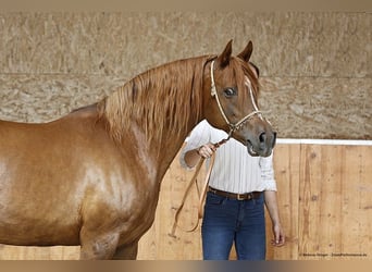Trakehner, Mare, 15 years, 15.2 hh, Chestnut-Red
