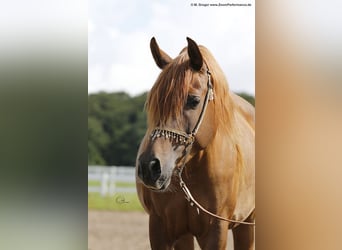 Trakehner, Mare, 15 years, 15.2 hh, Chestnut-Red