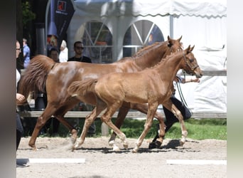 Trakehner, Mare, 15 years, 15.2 hh, Chestnut-Red