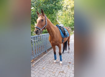 Trakehner, Mare, 15 years, 15,1 hh, Brown