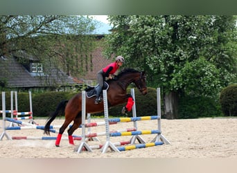 Trakehner, Mare, 15 years, 16,1 hh, Brown