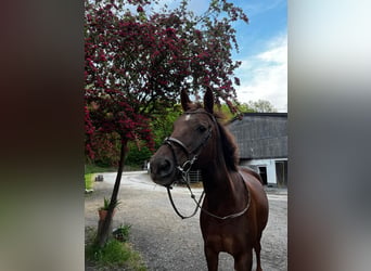Trakehner, Mare, 15 years, 16.1 hh, Chestnut-Red