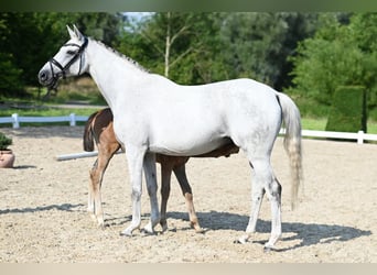 Trakehner, Stute, 15 Jahre, 16,1 hh, Schimmel