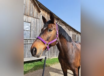 Trakehner, Mare, 15 years, 16,2 hh, Brown