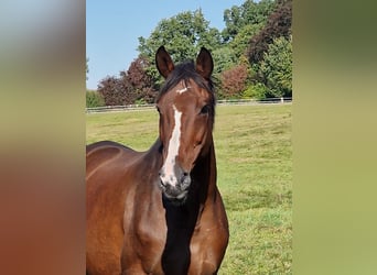Trakehner, Mare, 15 years, 16,1 hh, Brown