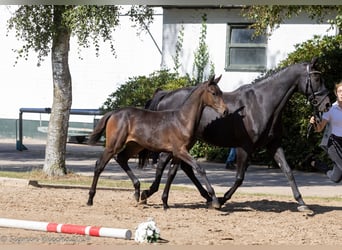 Trakehner, Mare, 15 years, Smoky-Black