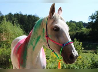 Trakehner, Mare, 16 years, 15.2 hh, Gray