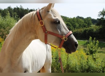 Trakehner, Mare, 16 years, 15.2 hh, Gray